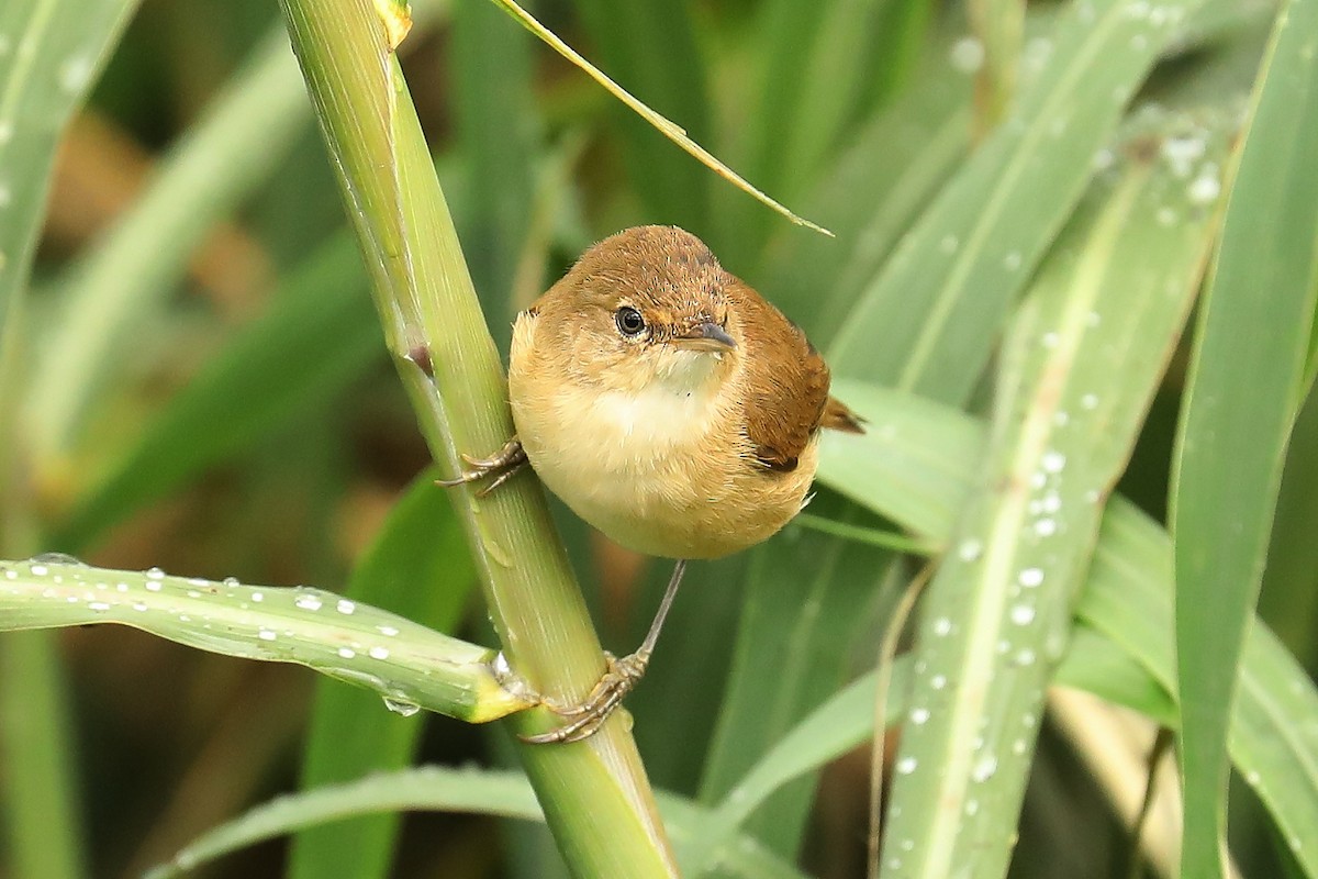 Carricero Común (grupo baeticatus) - ML609566189