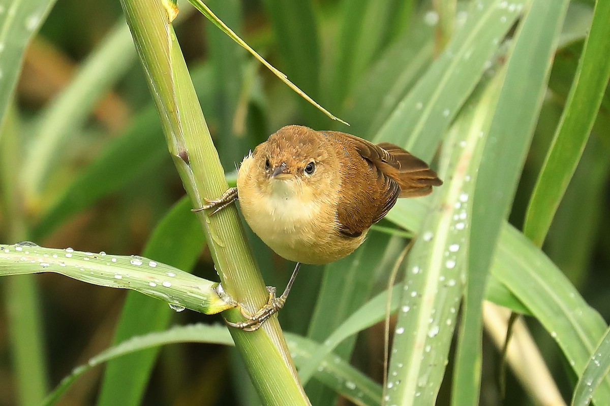 Common Reed Warbler (African) - Peter Kyne