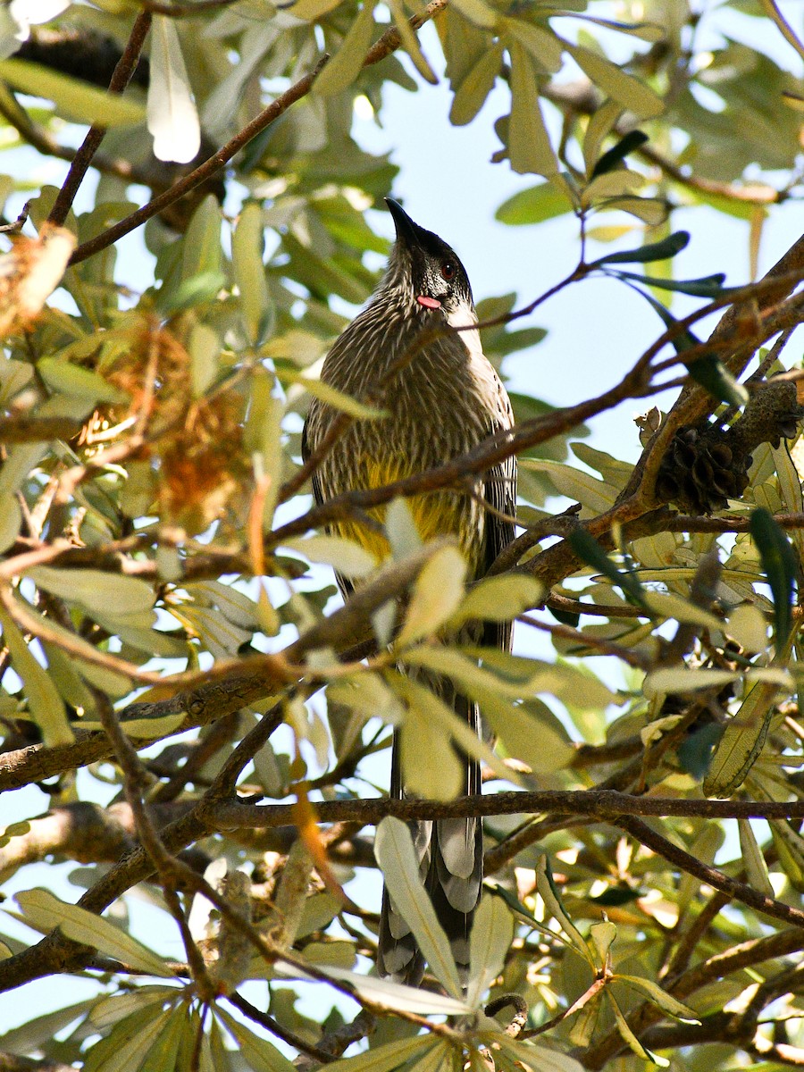 Red Wattlebird - ML609566281