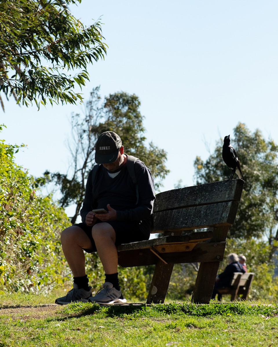 Australian Magpie - ML609566282