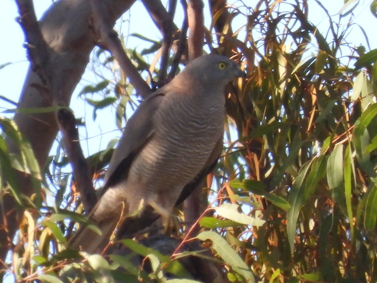 Brown Goshawk - ML609566306