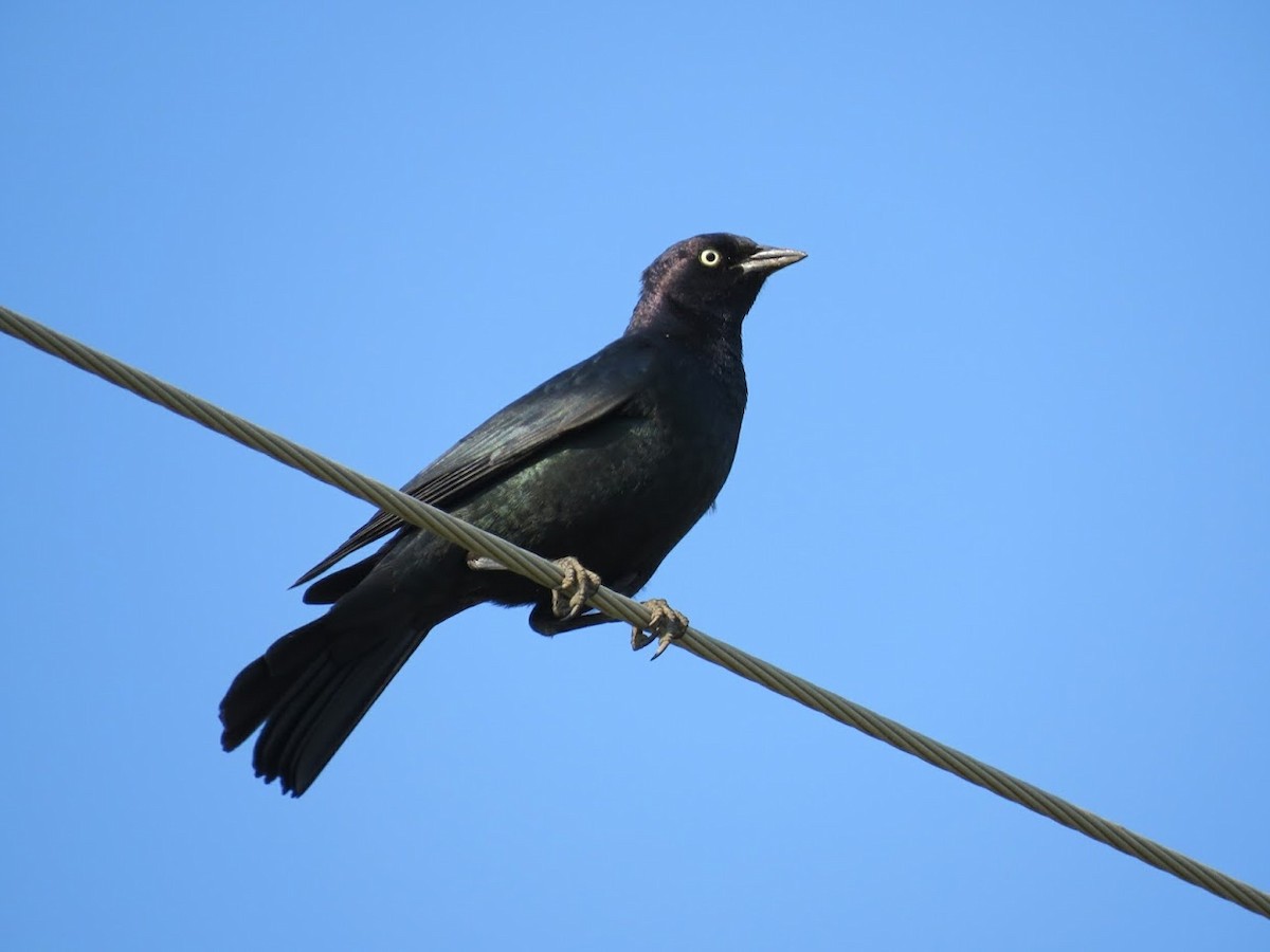 Brewer's Blackbird - Aaron Haycraft