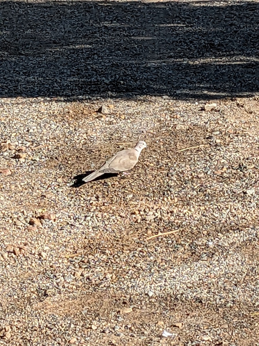 Eurasian Collared-Dove - ML609566344