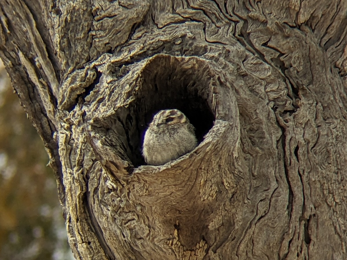 Australian Owlet-nightjar - ML609566368