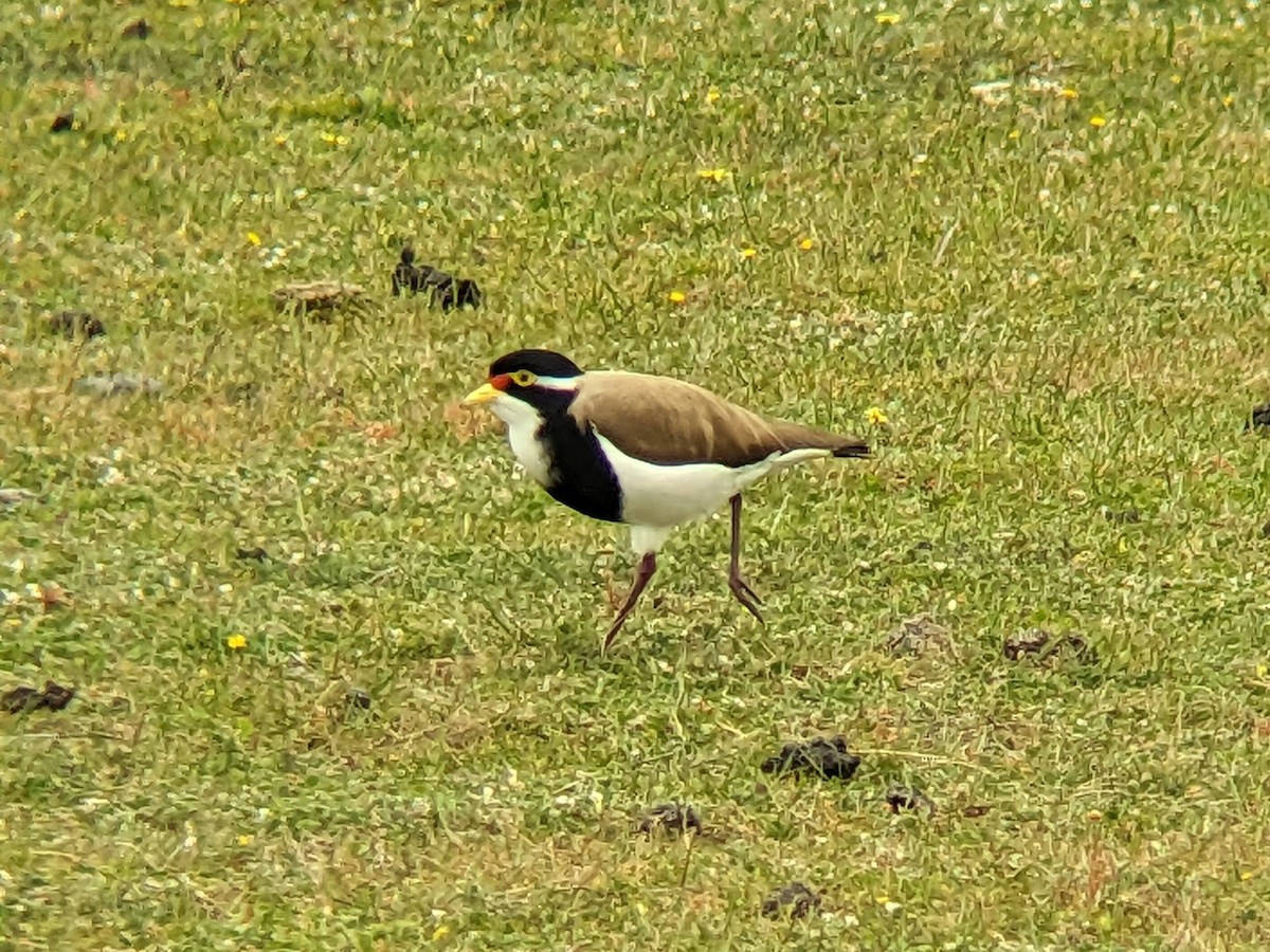 Banded Lapwing - ML609566421