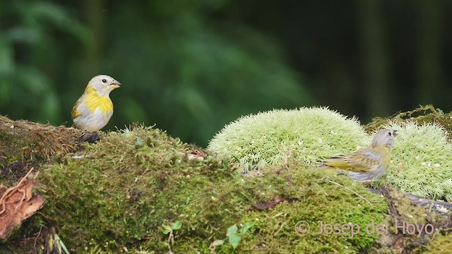 Saffron Finch (Saffron) - ML609566433