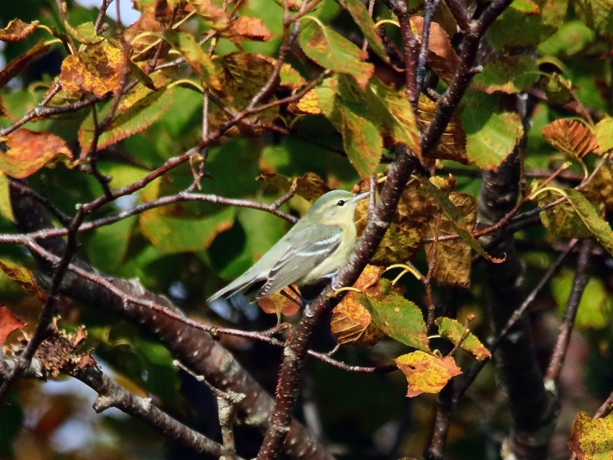 Cerulean Warbler - ML609566565