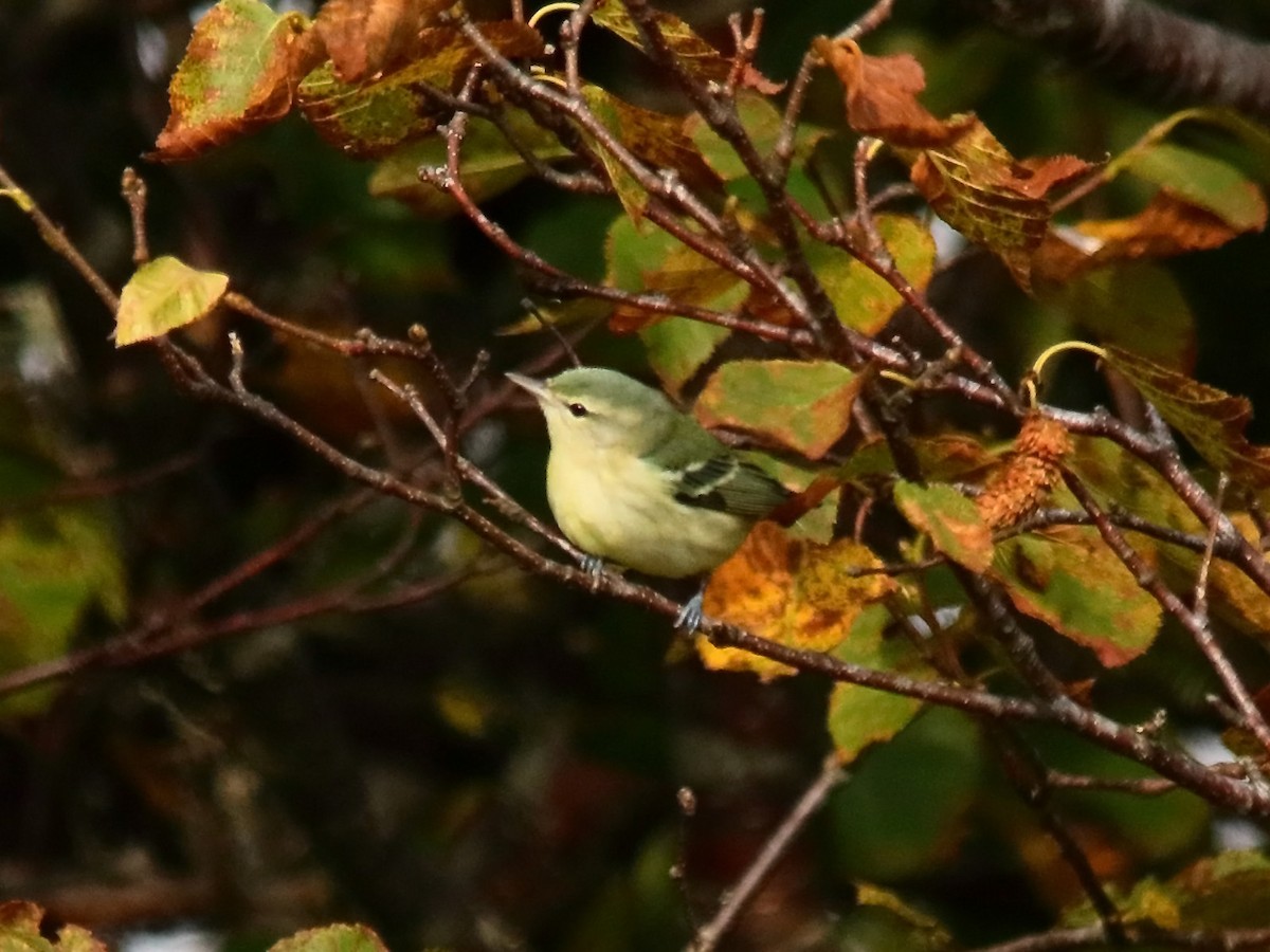 Cerulean Warbler - ML609566576