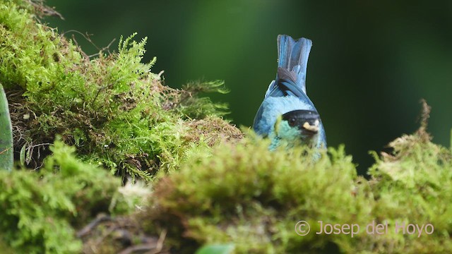 Black-capped Tanager - ML609566593