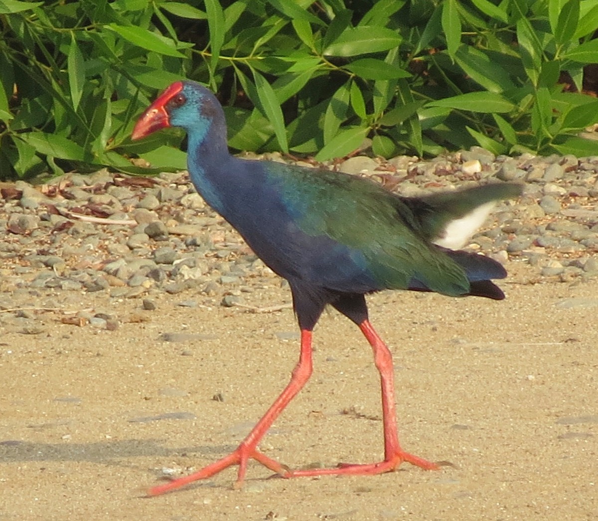 African Swamphen - ML609566639