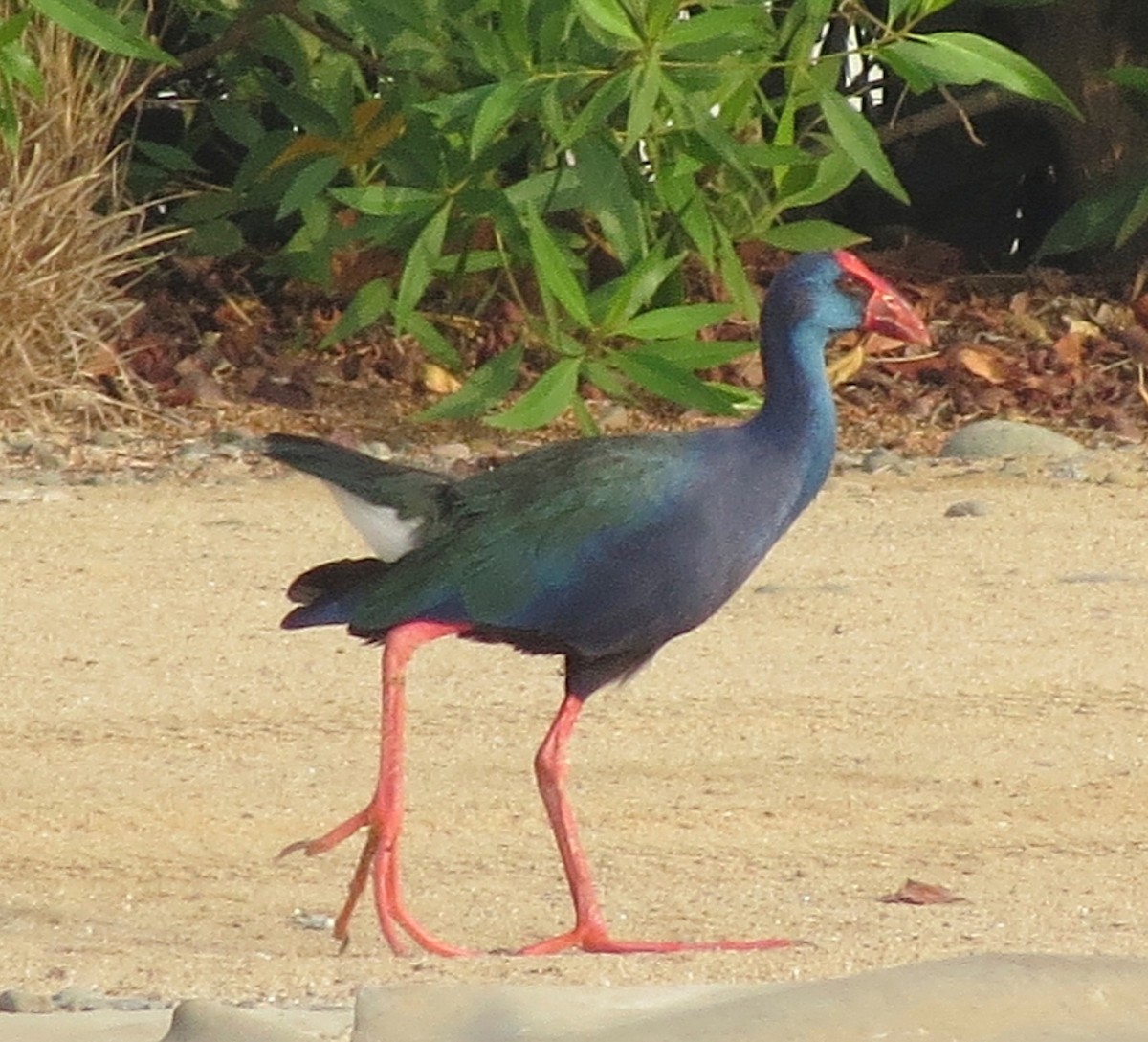 African Swamphen - ML609566650