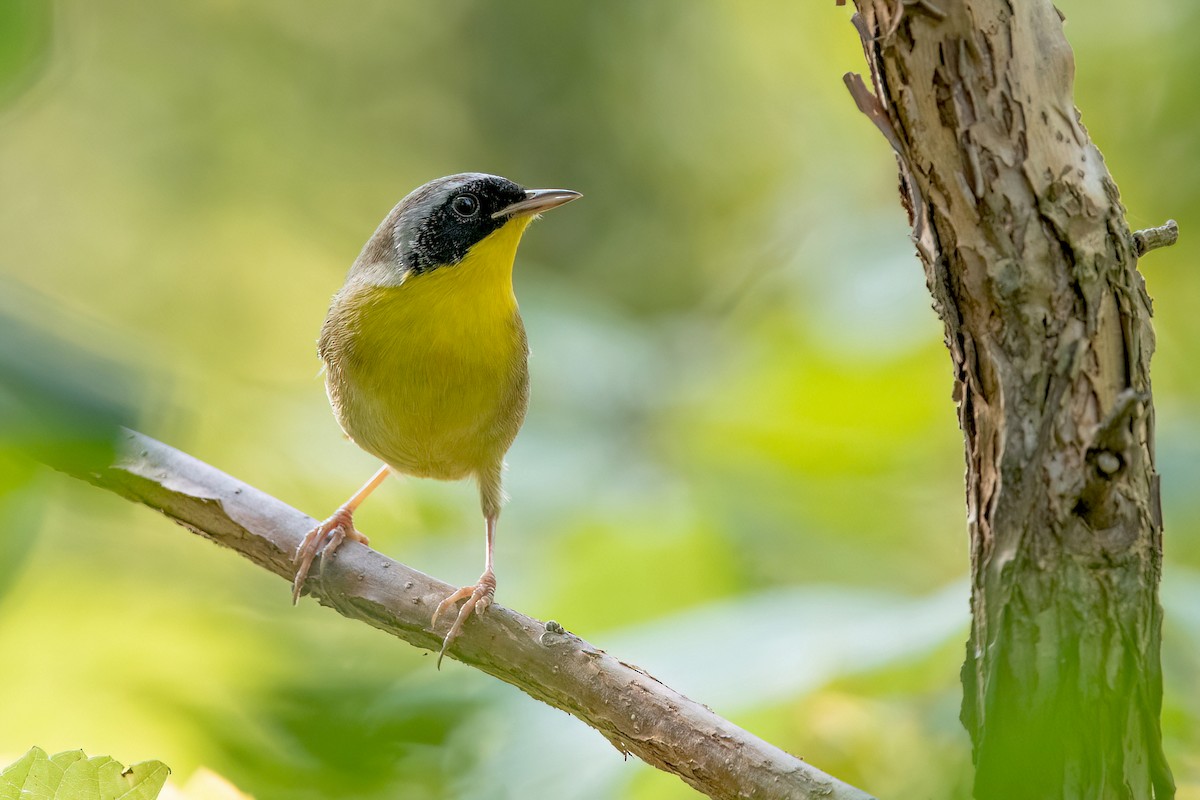 Common Yellowthroat - Sue Barth
