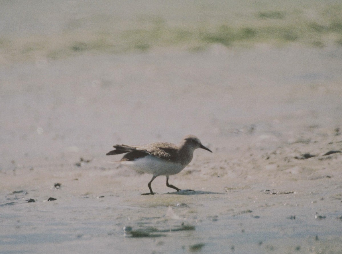 Temminck's Stint - ML609566812