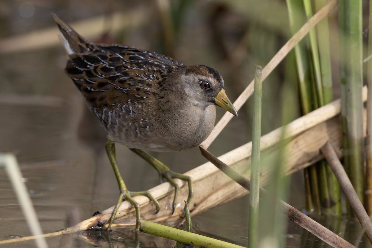 Sora - Matt Felperin