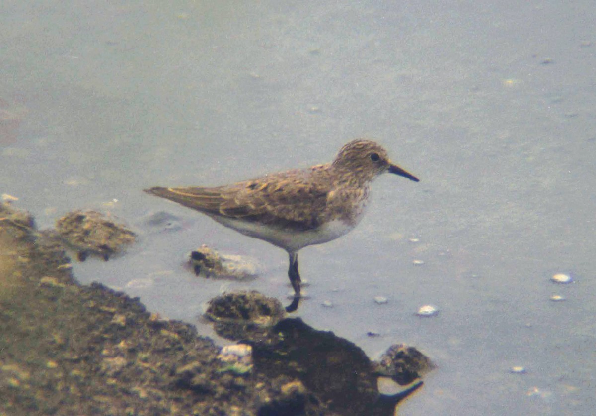 Temminck's Stint - ML609566924