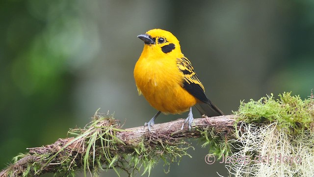 Golden Tanager (aurulenta Group) - ML609566942