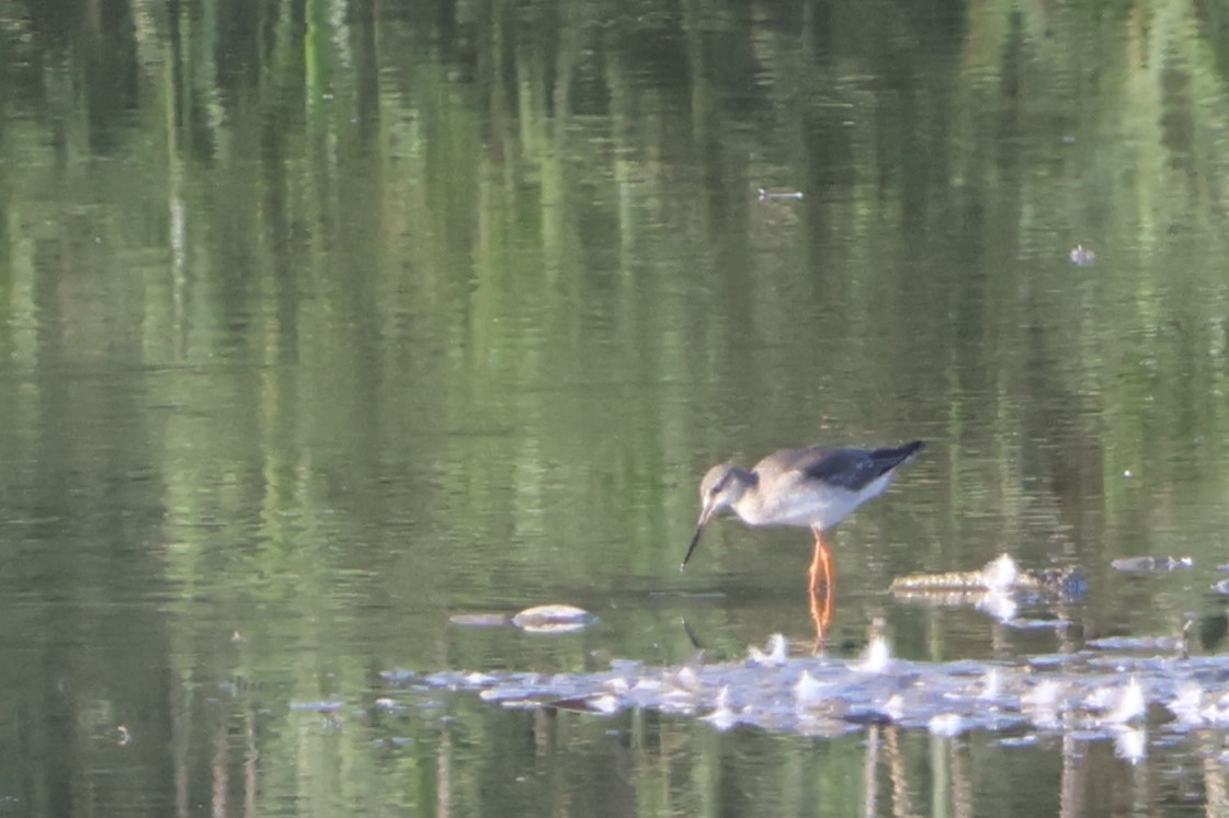 Spotted Redshank - ML609566964