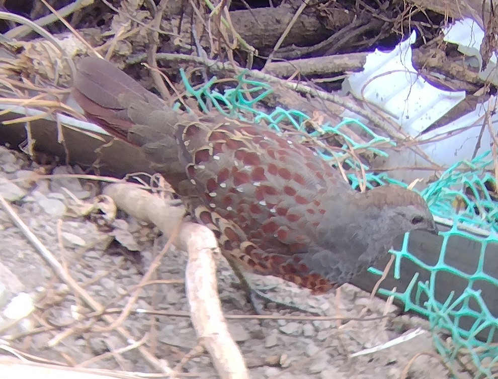 Taiwan Bamboo-Partridge - ML609567013