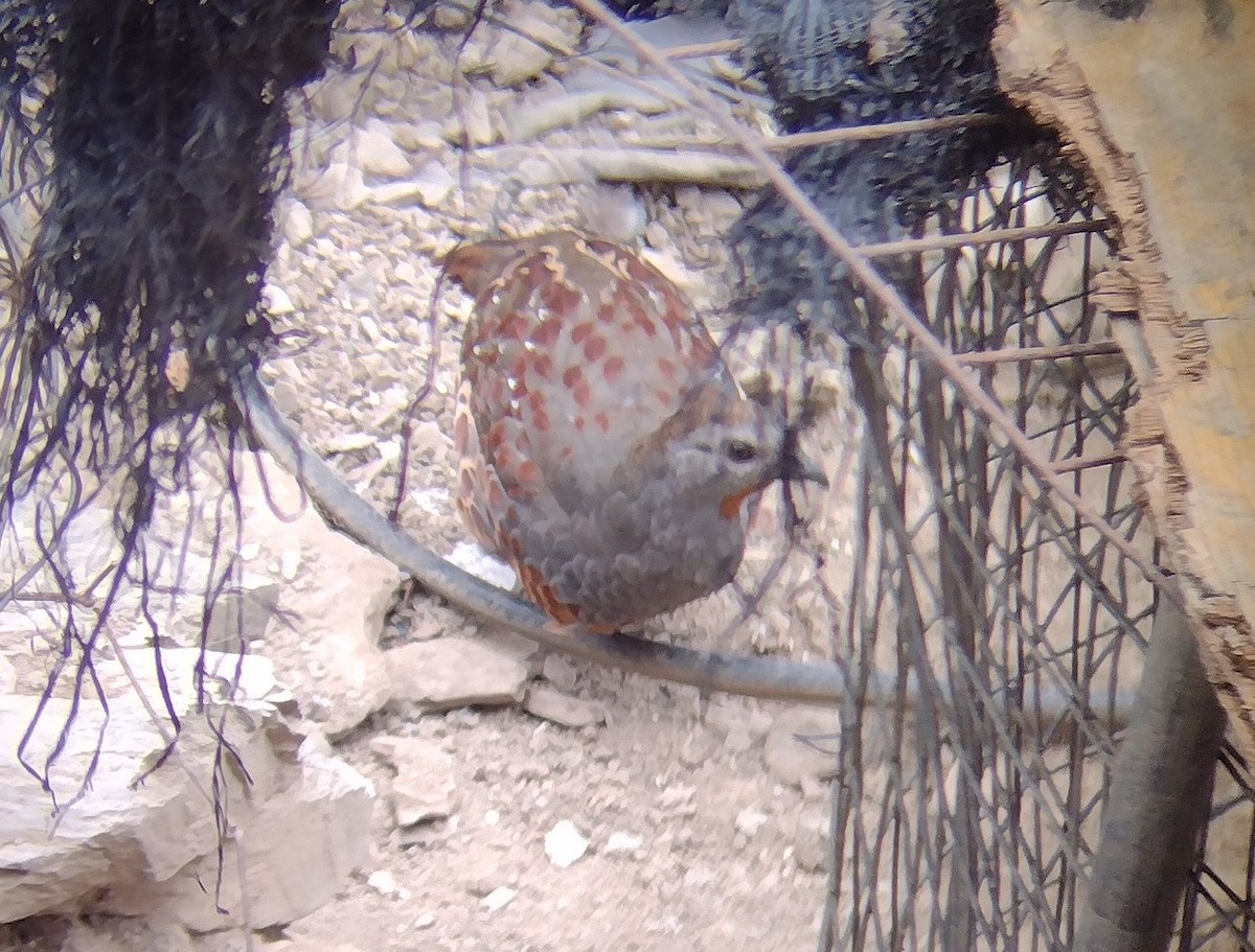 Taiwan Bamboo-Partridge - ML609567014