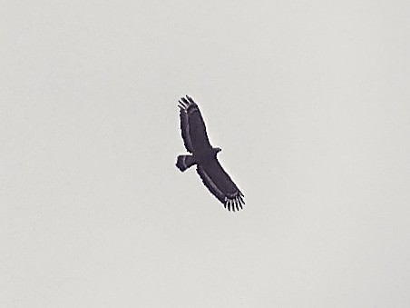 Crested Serpent-Eagle - ML609567017