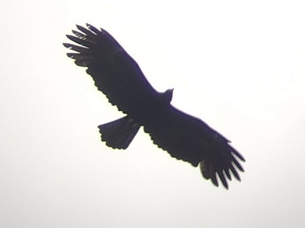 Black Eagle - ML609567024