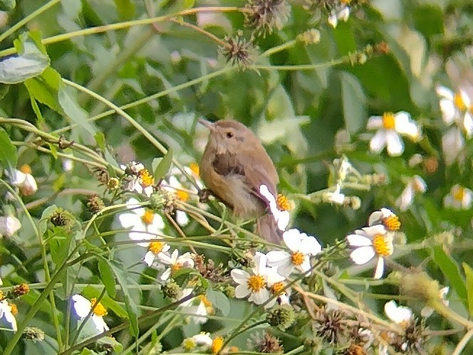 Plain Prinia - ML609567041