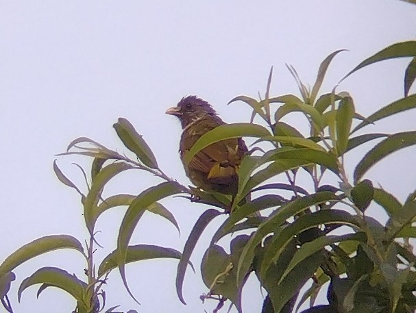 Collared Finchbill - ML609567046