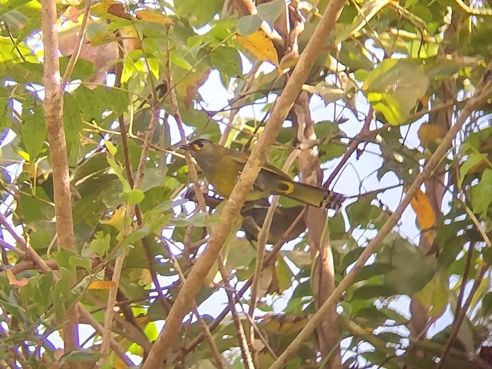 Taiwan Liocichla - ML609567050