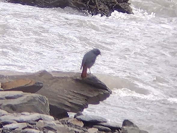 Plumbeous Redstart - ML609567056