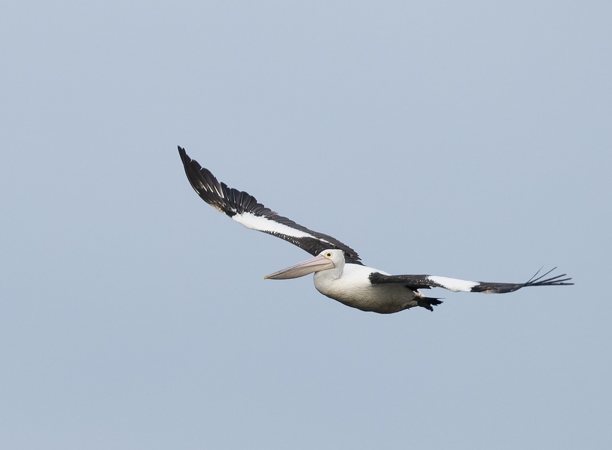 Australian Pelican - ML609567067