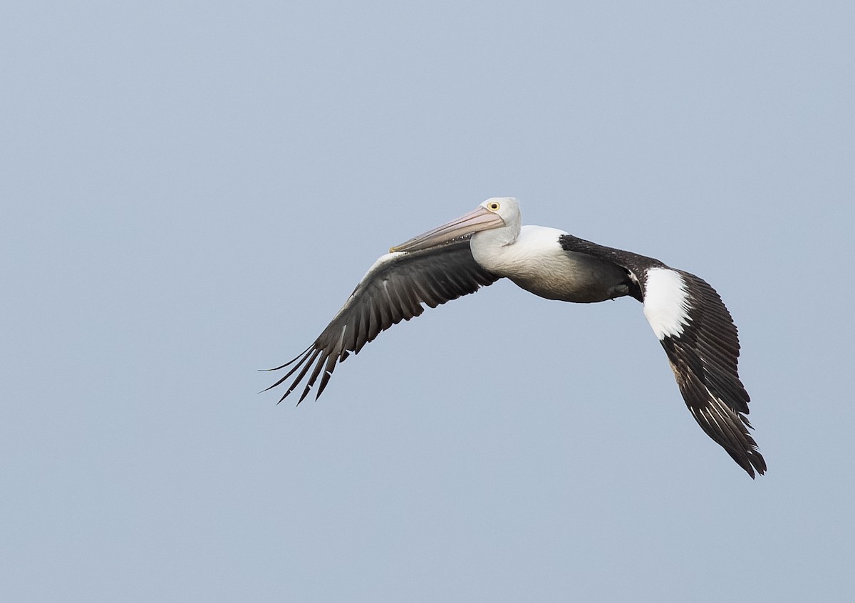 Australian Pelican - ML609567068