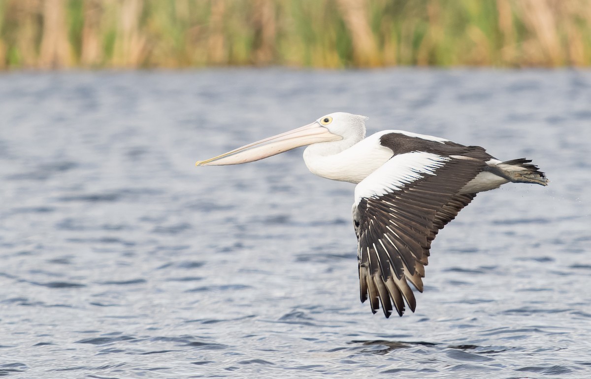 Australian Pelican - ML609567103