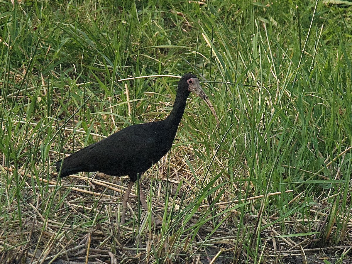 Bare-faced Ibis - ML609567135