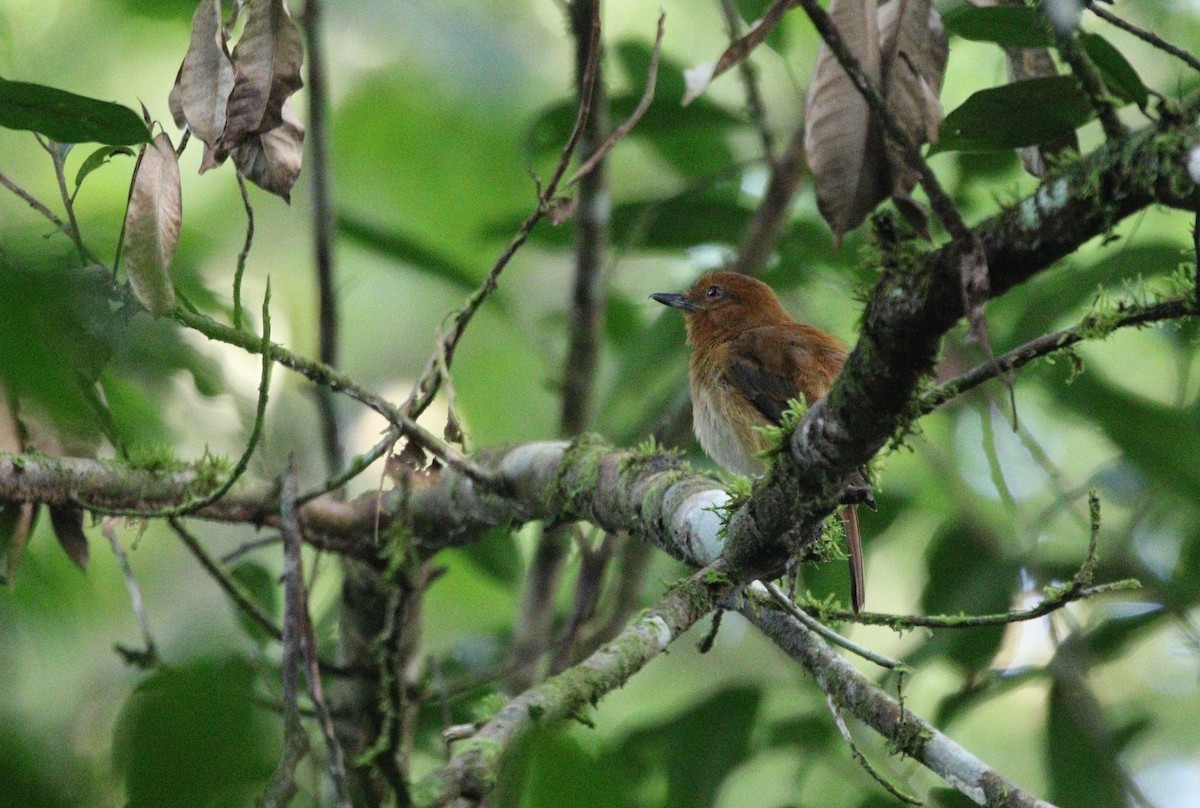 Gelbbürzel-Attilatyrann (spadiceus/uropygiatus) - ML609567303