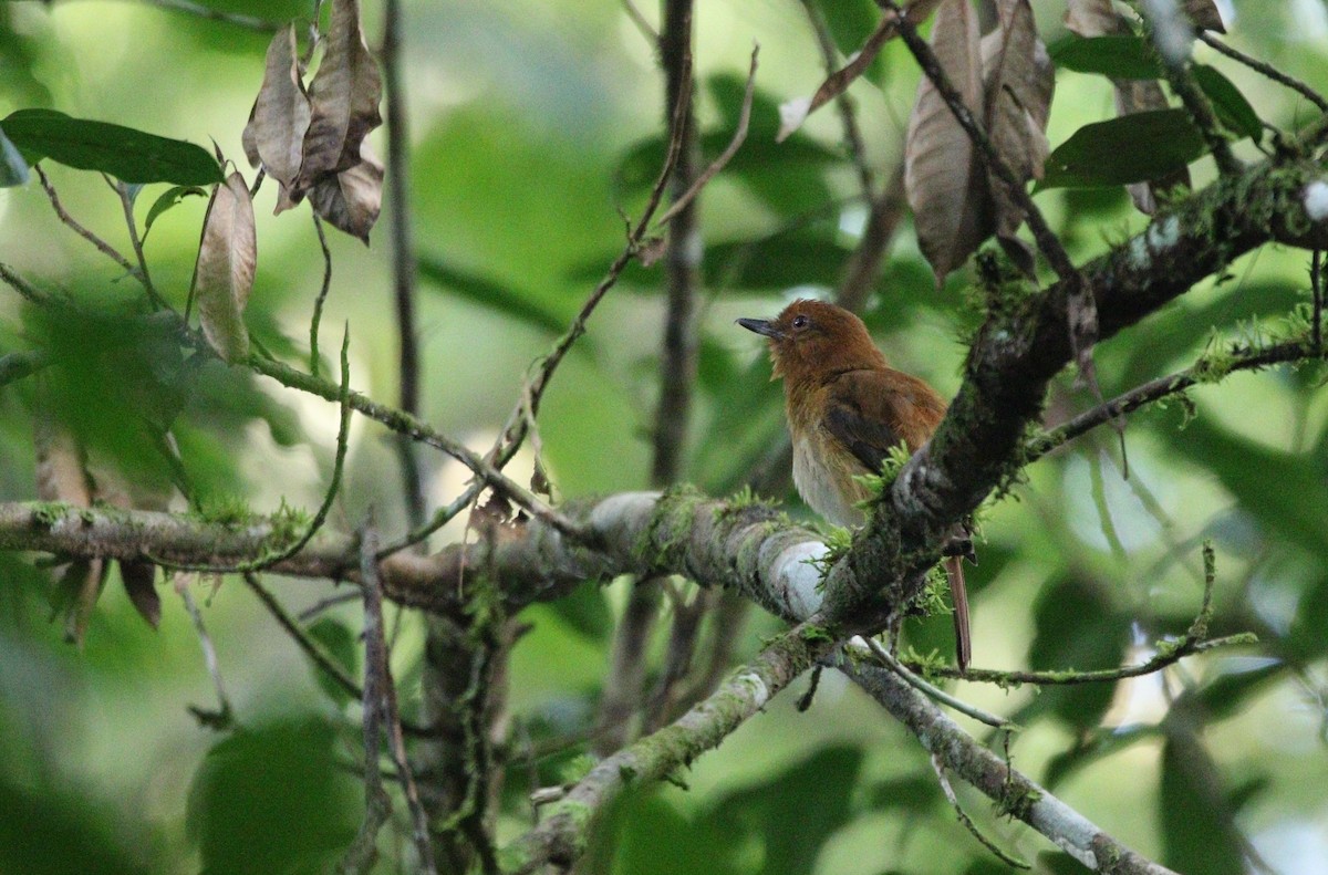 Желтопоясный атилла (spadiceus/uropygiatus) - ML609567305