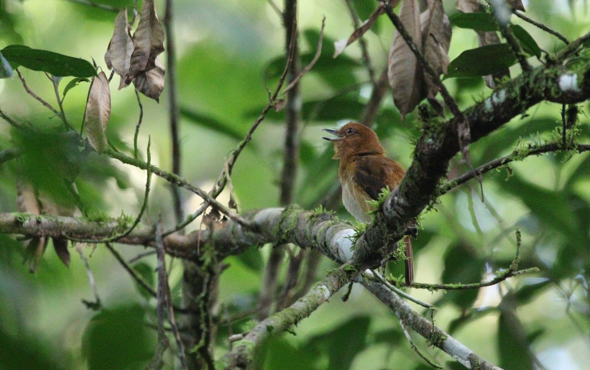 Gelbbürzel-Attilatyrann (spadiceus/uropygiatus) - ML609567306