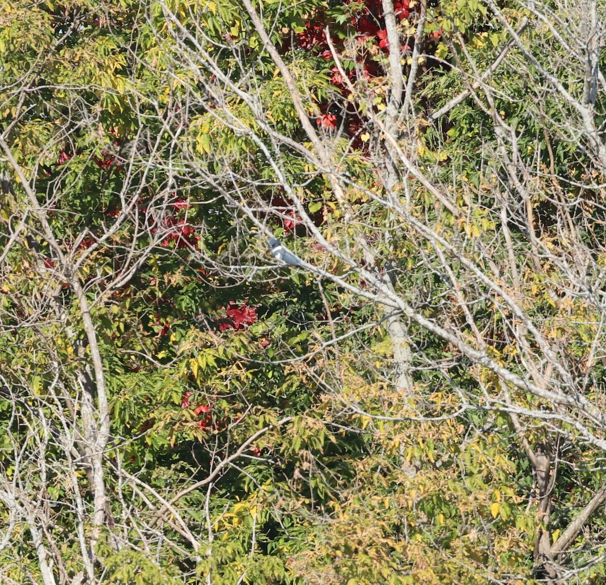 Belted Kingfisher - ML609567370