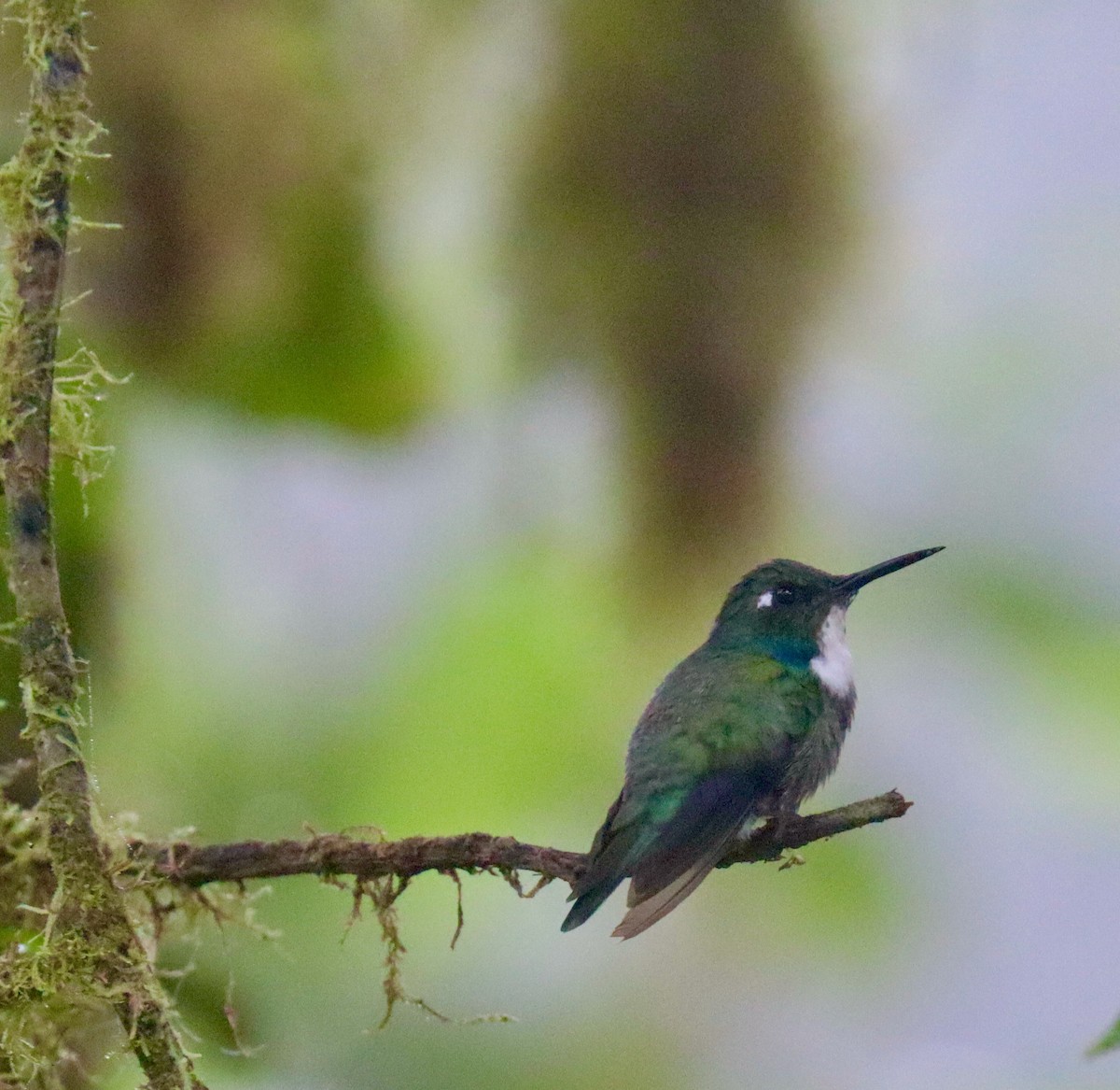 White-throated Daggerbill - ML609567391