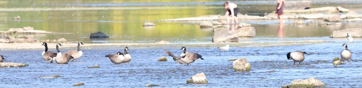 Green-winged Teal - Marie Provost