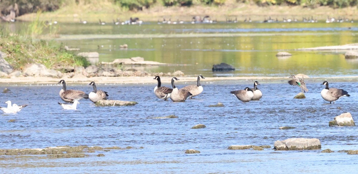 Green-winged Teal - Marie Provost