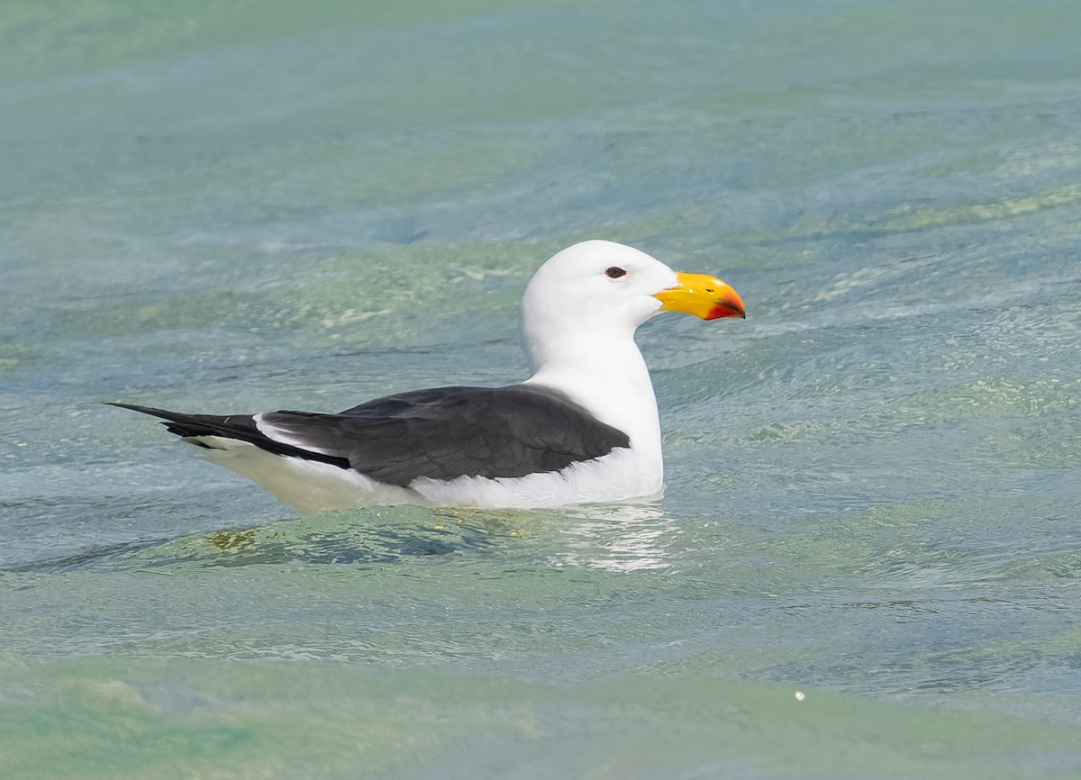 Pacific Gull - ML609567448