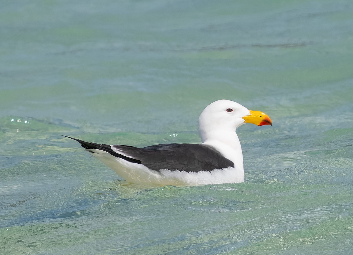 Pacific Gull - ML609567449
