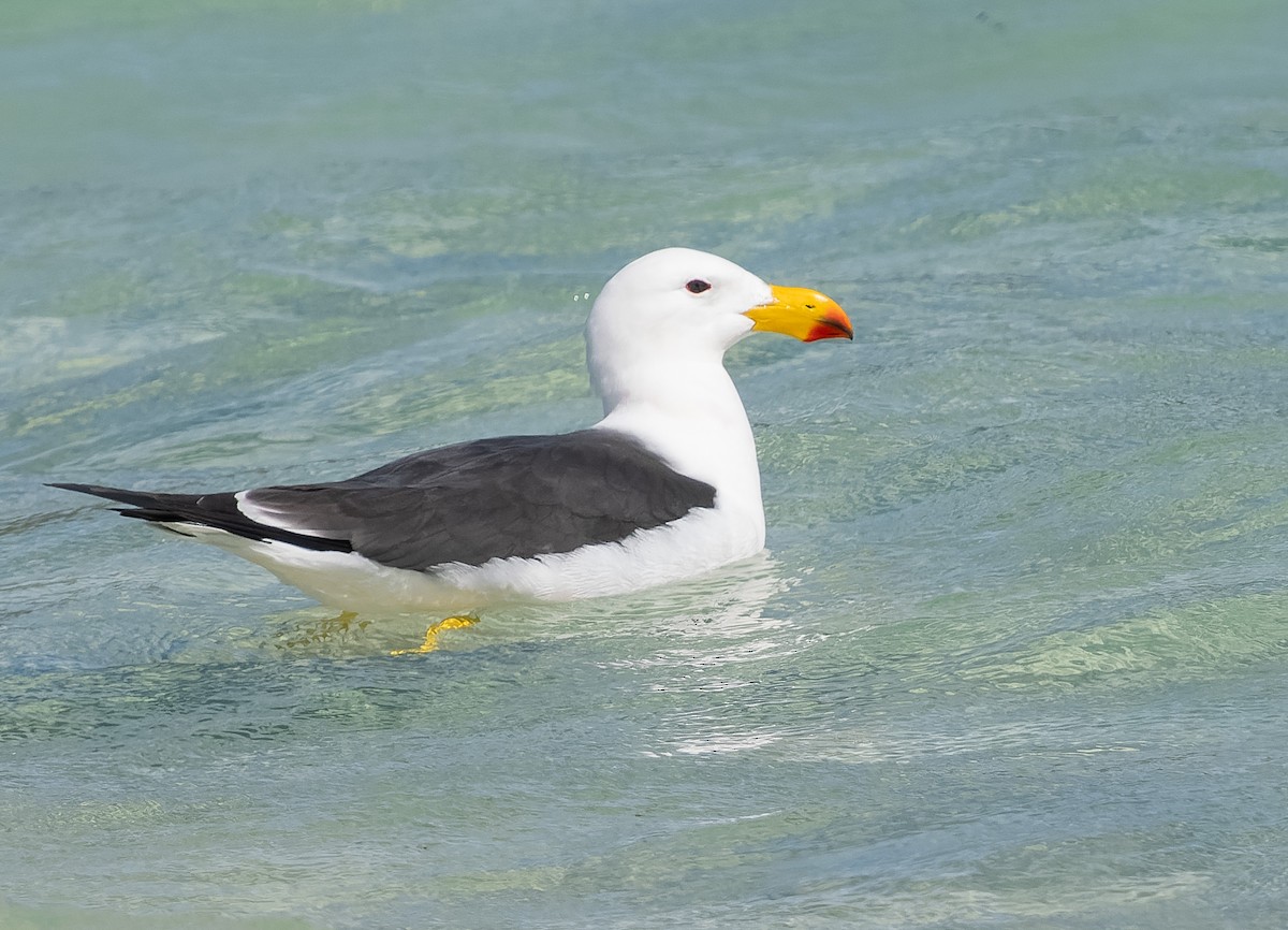 Pacific Gull - ML609567450