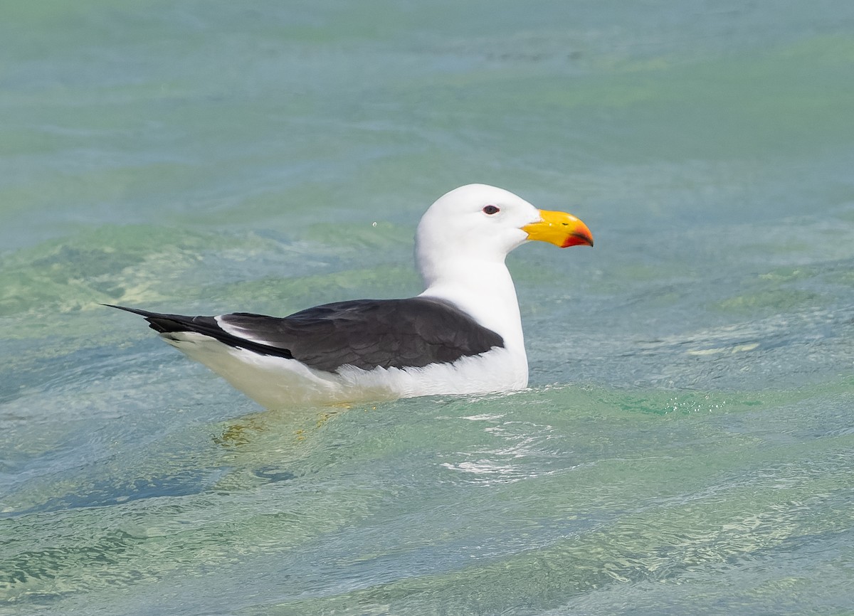 Pacific Gull - ML609567451