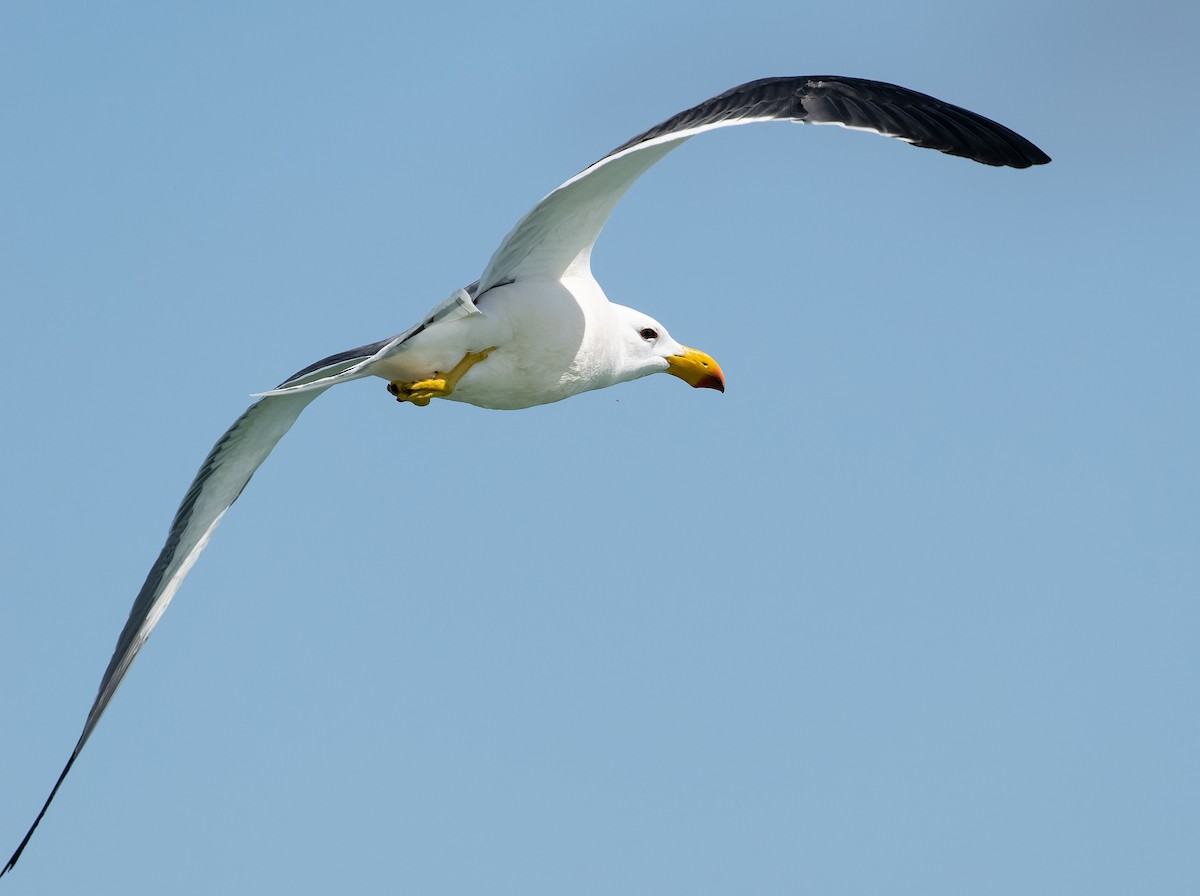 Pacific Gull - ML609567452
