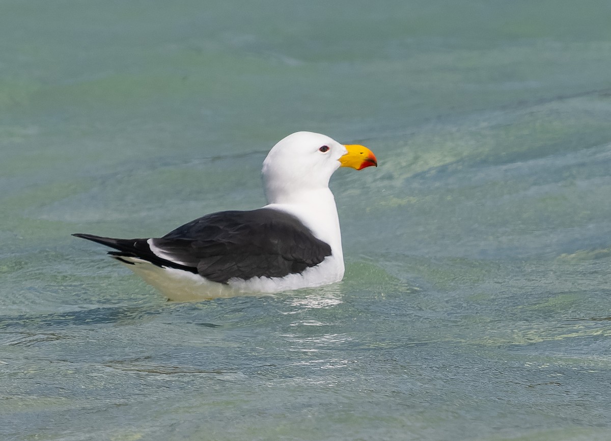 Pacific Gull - ML609567453