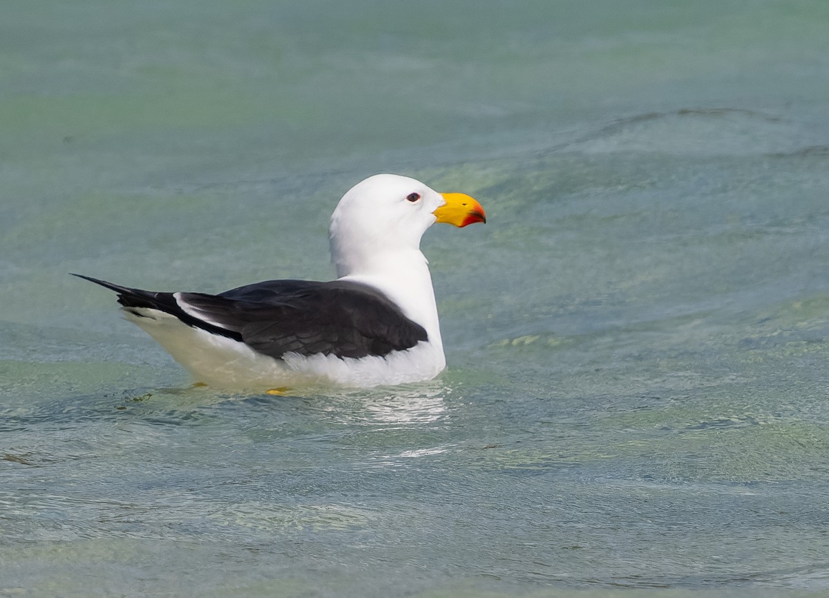 Pacific Gull - ML609567454