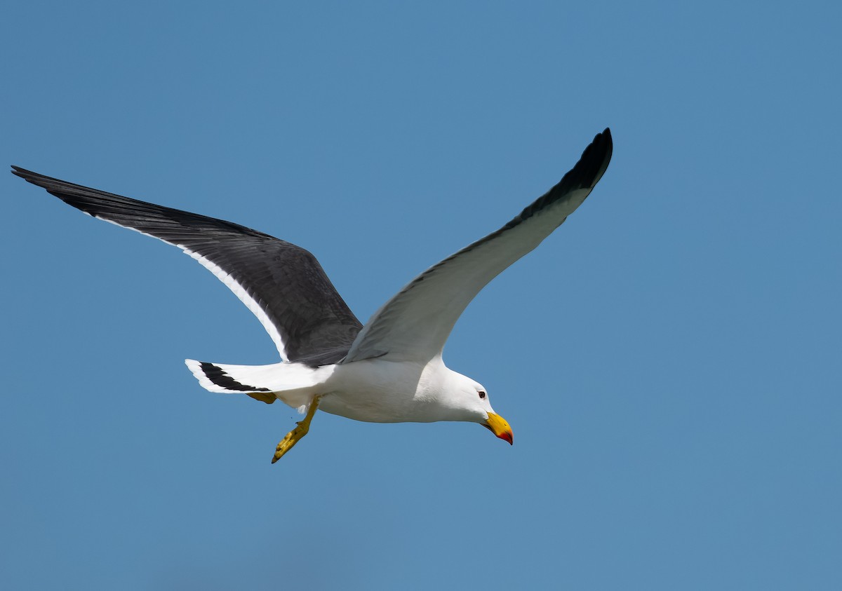 Pacific Gull - ML609567455