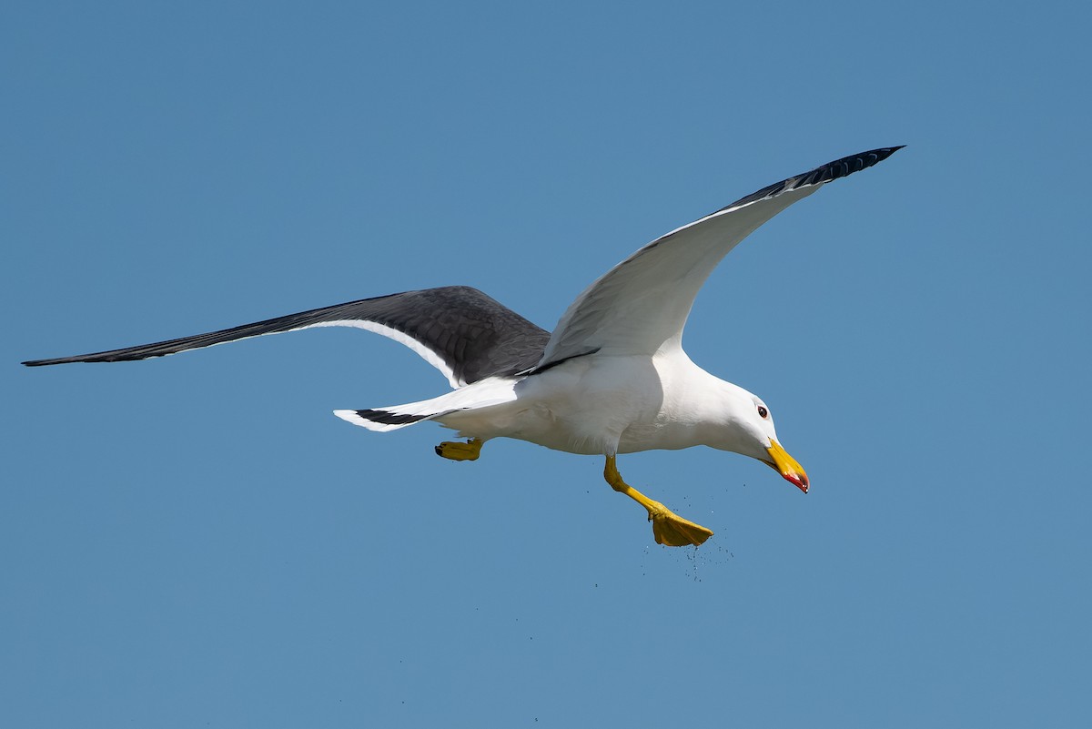 Pacific Gull - ML609567456