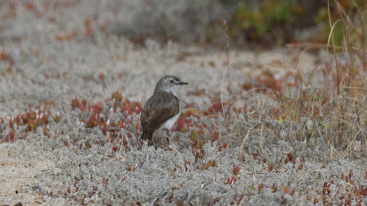 White-fronted Chat - ML609567468